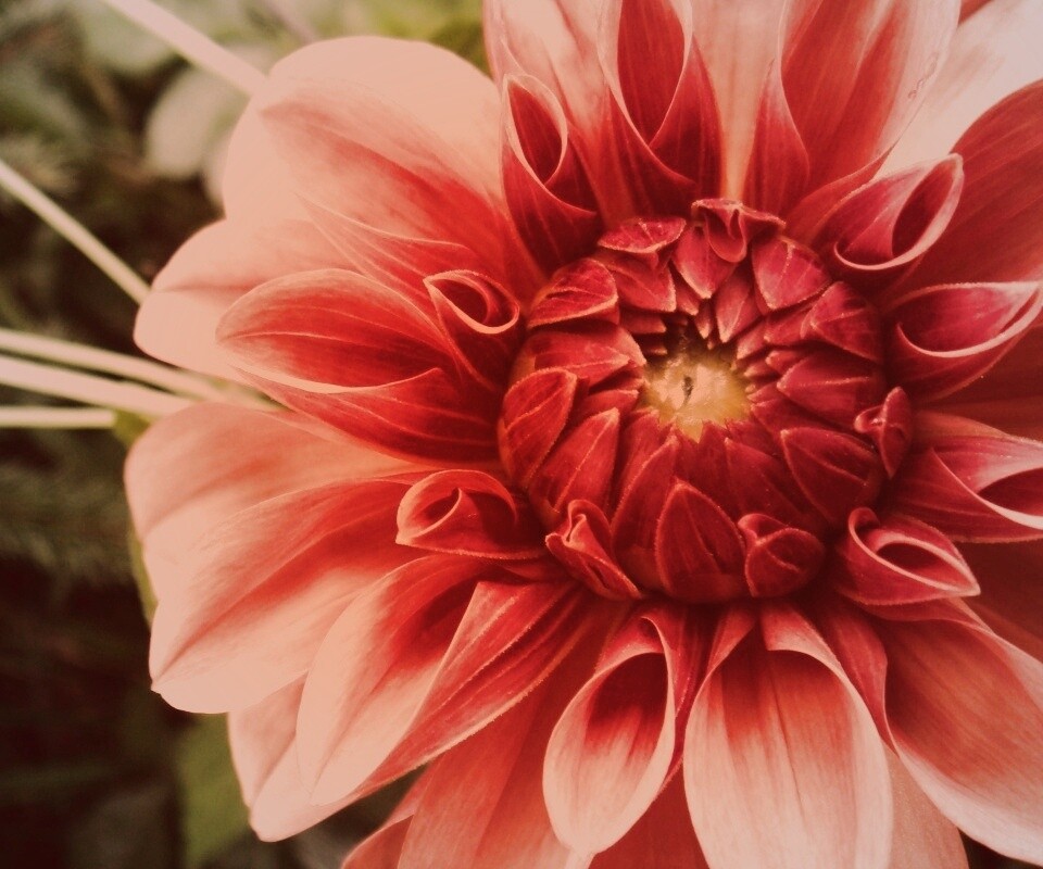 Аленький цветочек обои