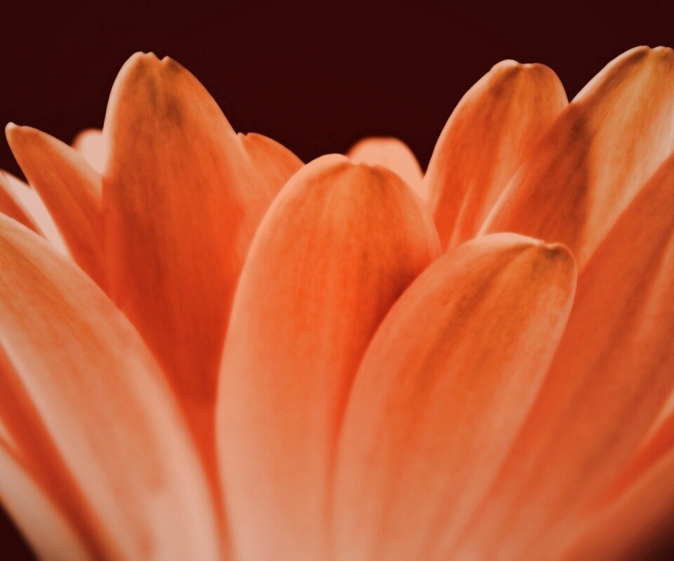 Цветочные лепестки обои