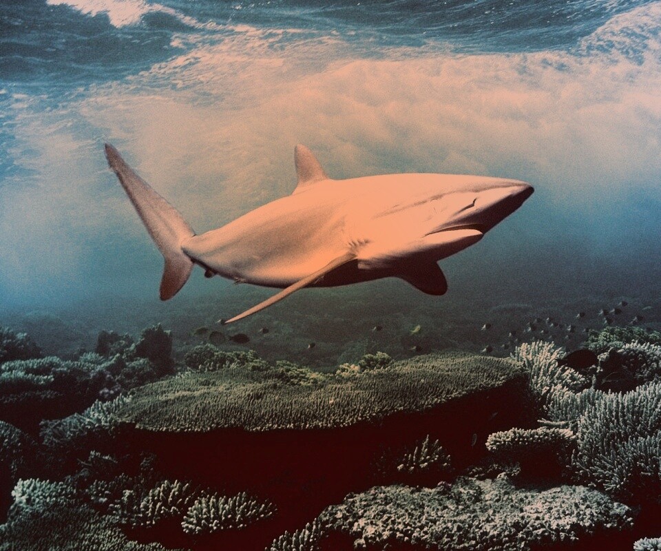 Акула в море обои