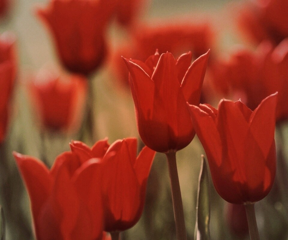 Красные цветы обои