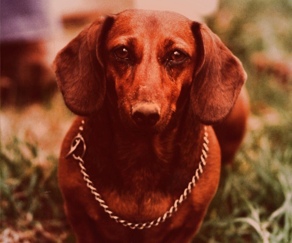 Рыжая такса обои