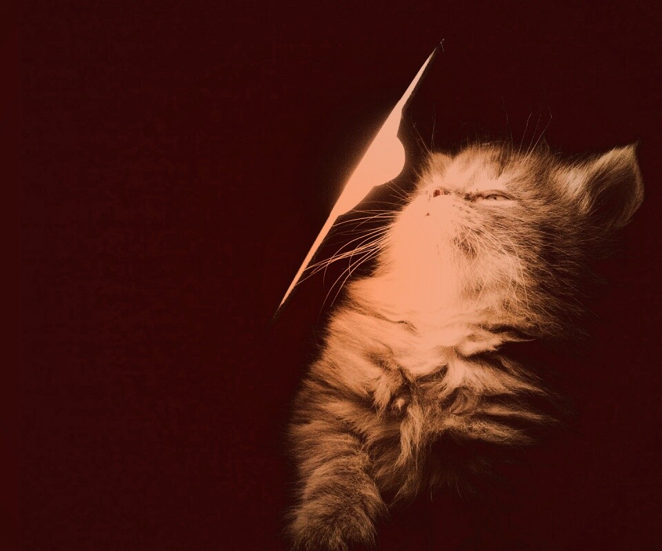 Котя на свету обои