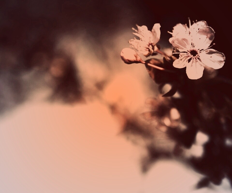 Цветок вишни обои