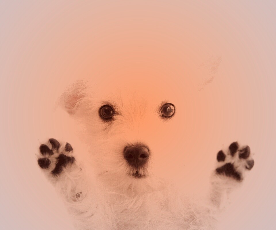 Белый любознательный щенок обои