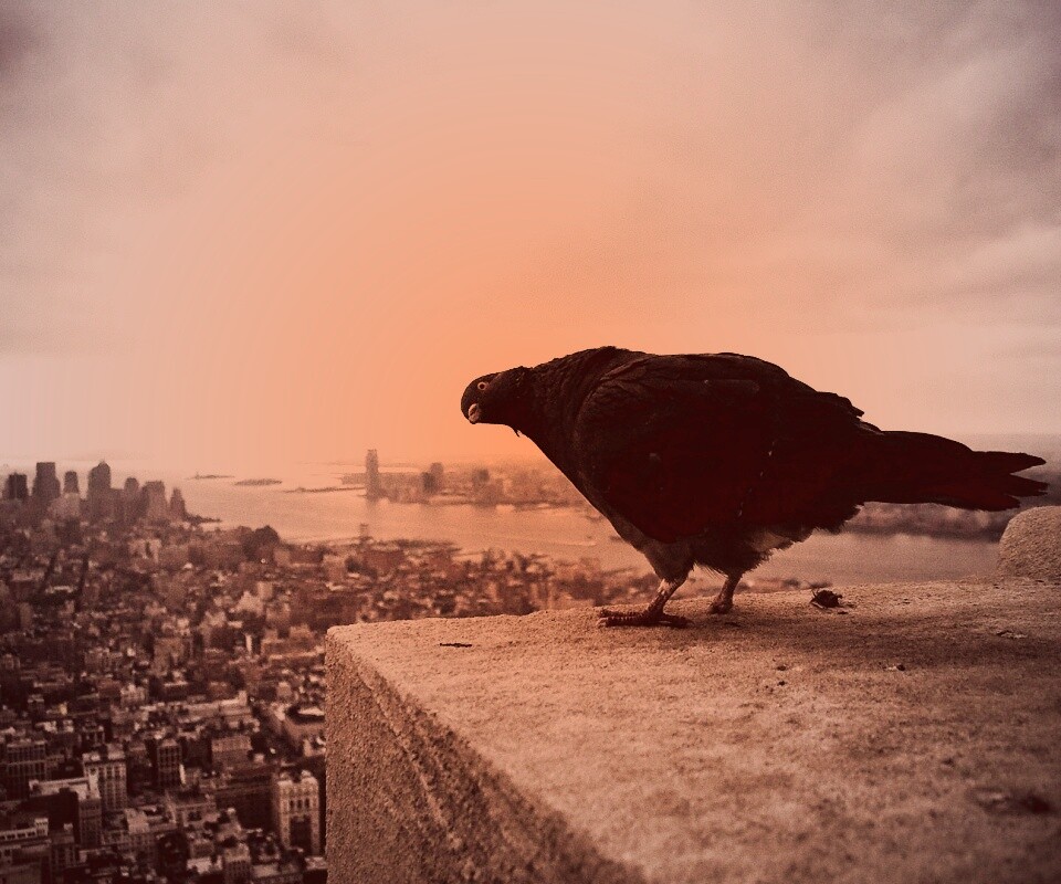 Любознательный голубь обои