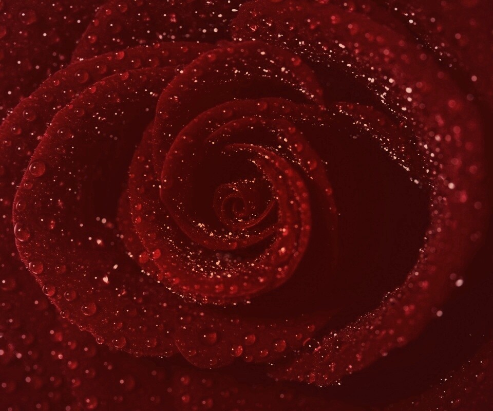 Красная роза обои