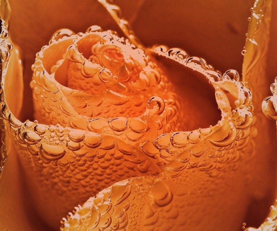 Мокрый желтый цветок обои