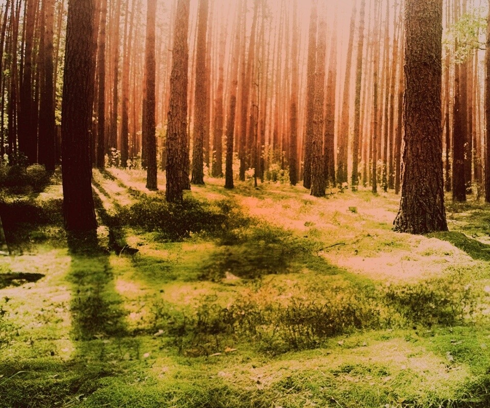 Солнечный лес обои