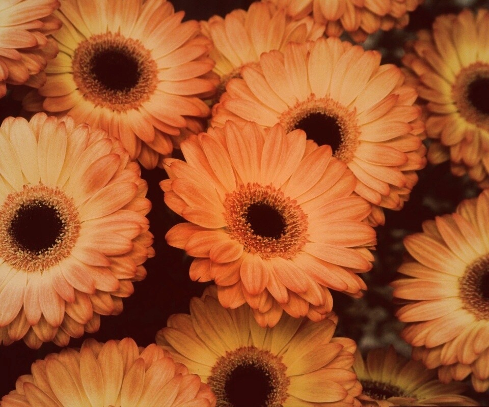 Желтые герберы обои