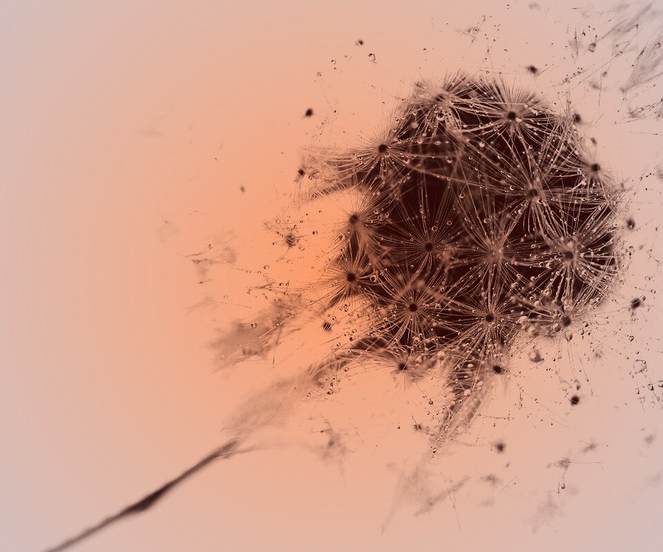 Одуванчик  обои