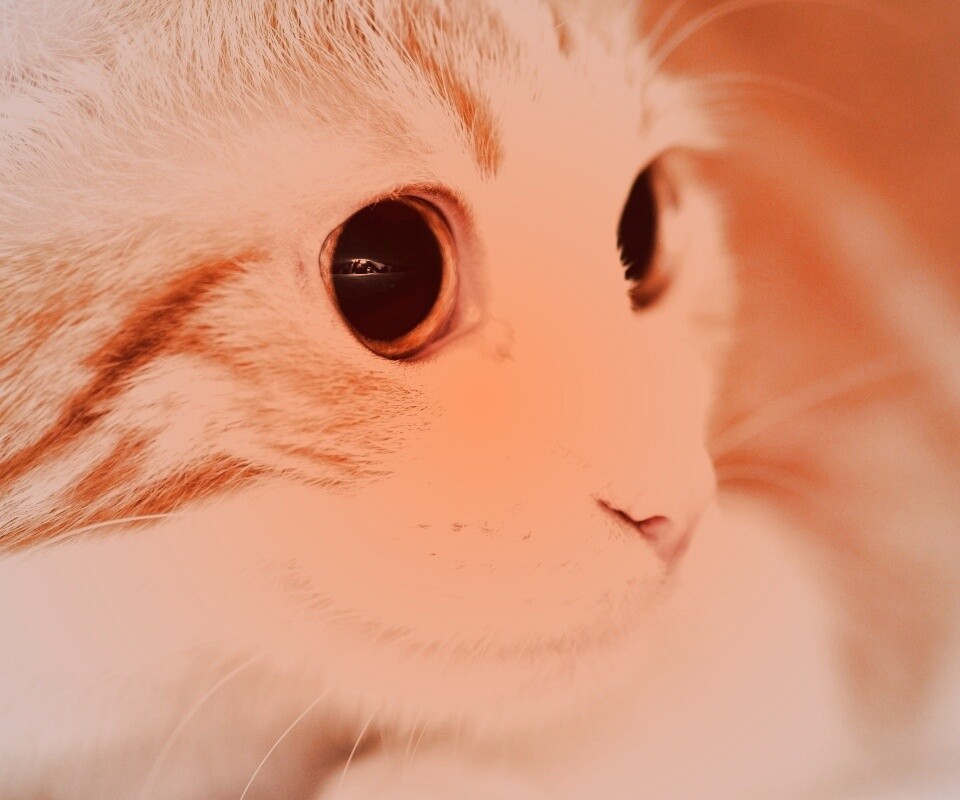 Кот с большими глазами обои