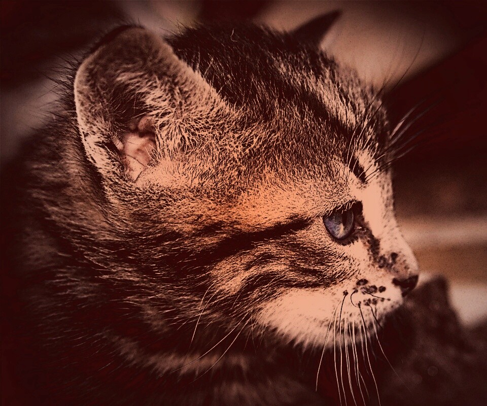 Котенок с голубыми глазами обои