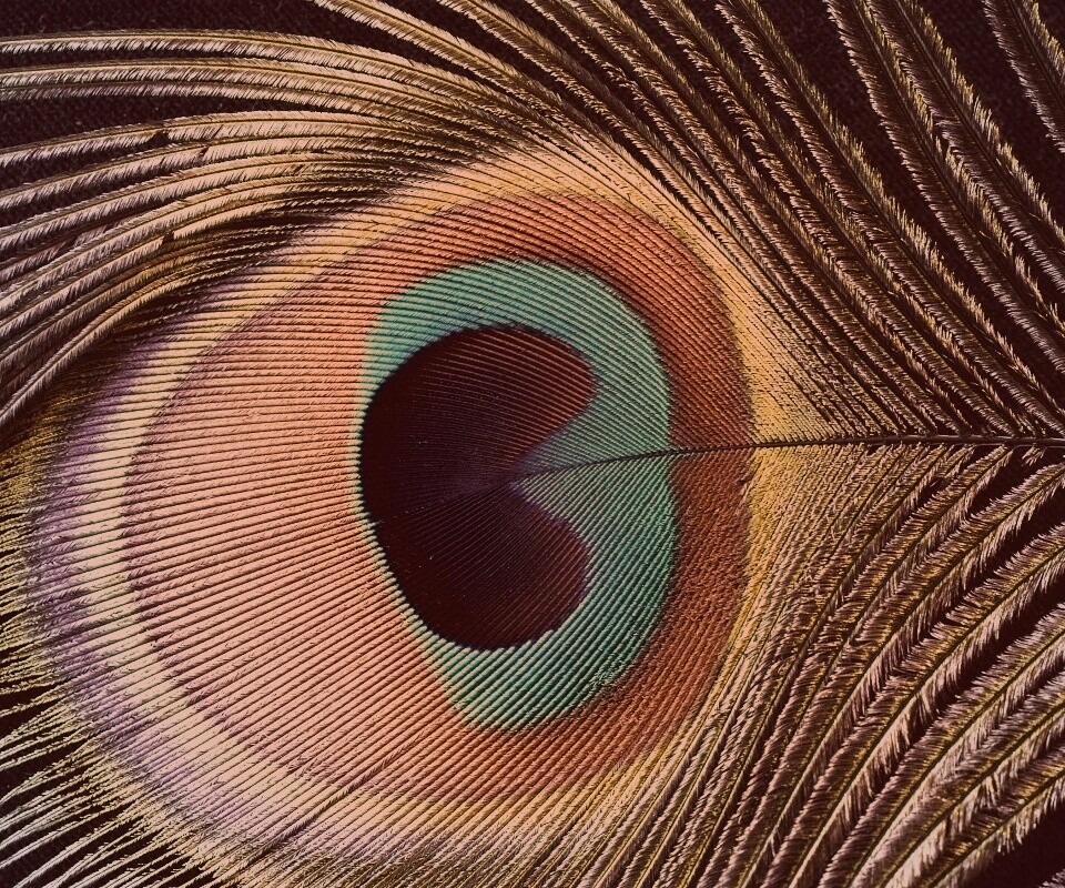 Перо павлина обои