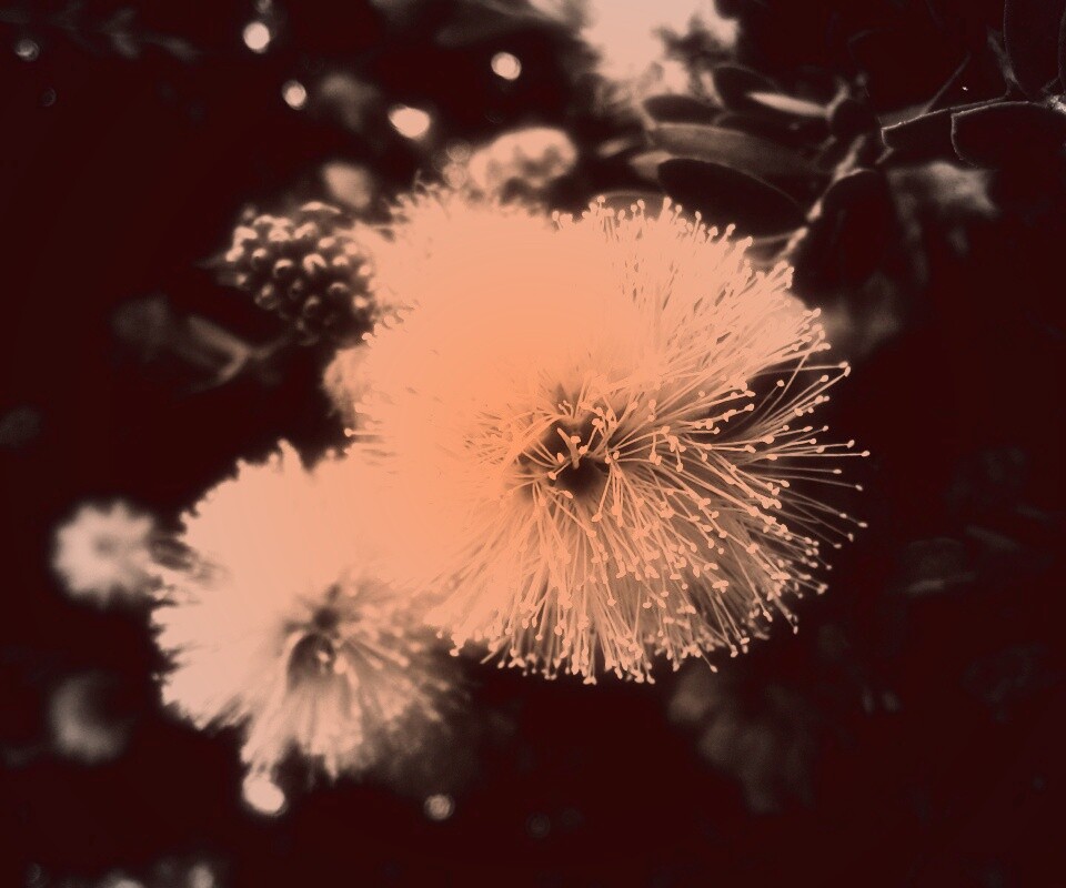 Сказочный цветок обои