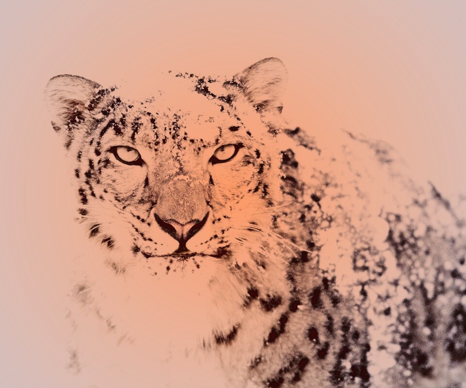 Снежный леопард обои