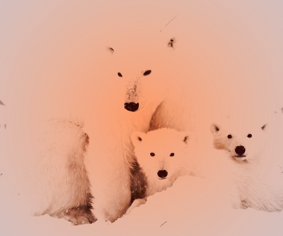 Белые медведи обои