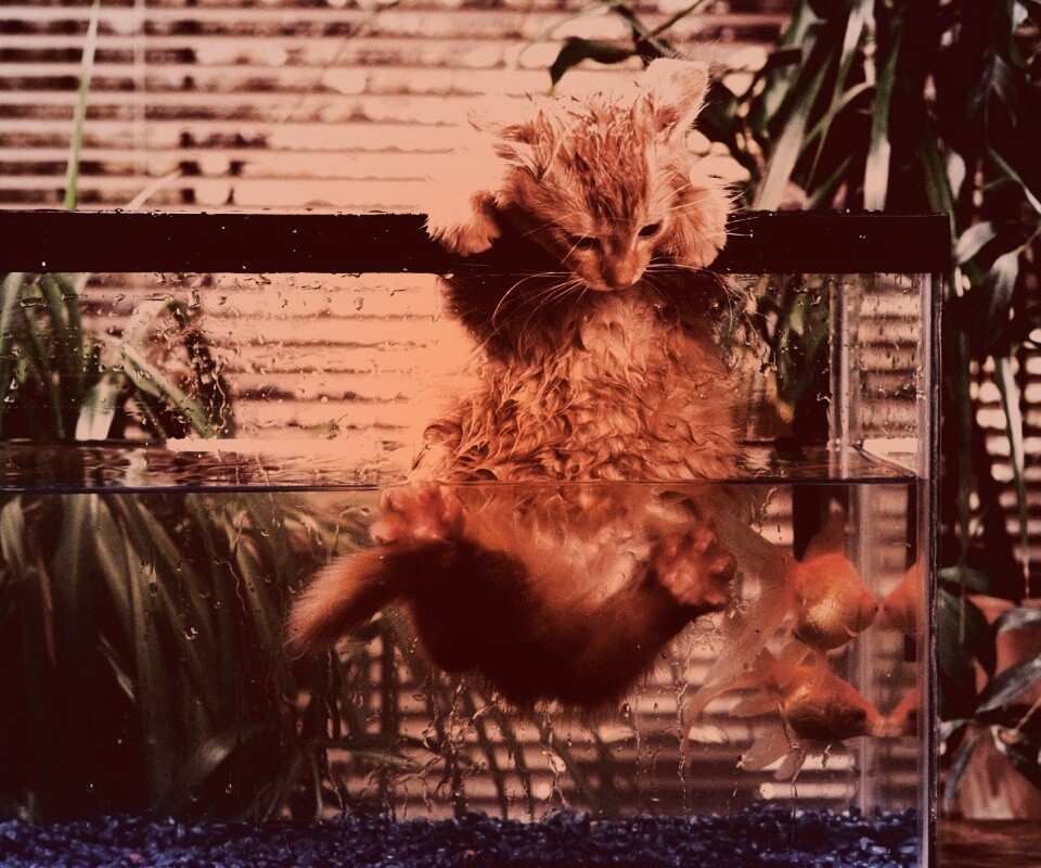 Мокрая киска обои