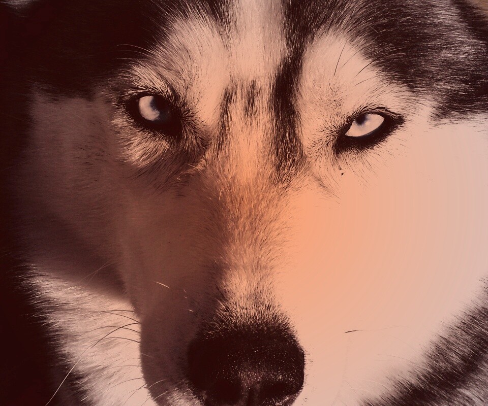 Собака с голубыми глазами обои