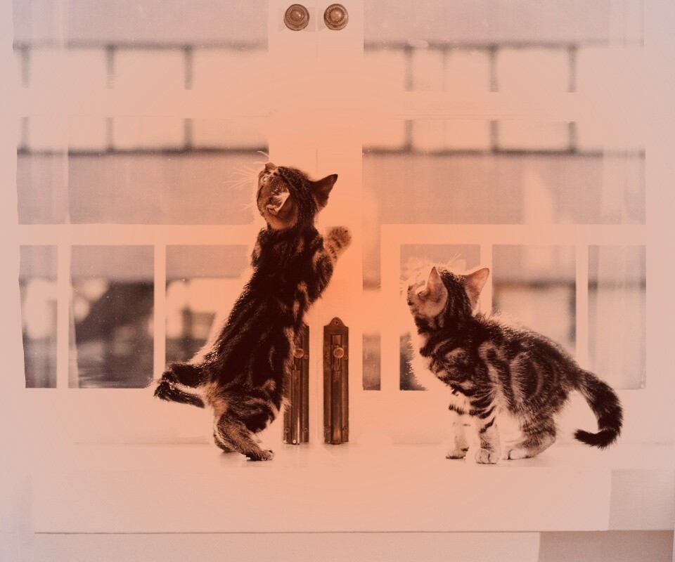 Котята у окна обои