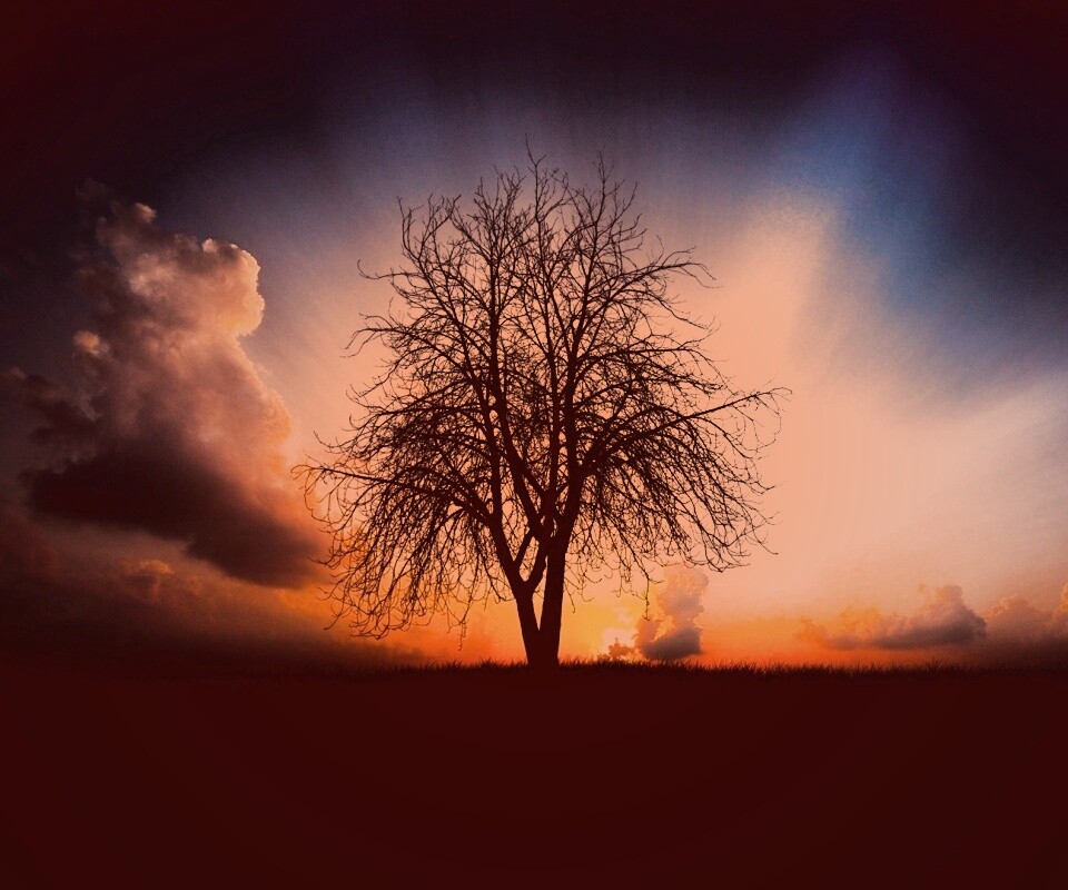 Дерево на закате обои