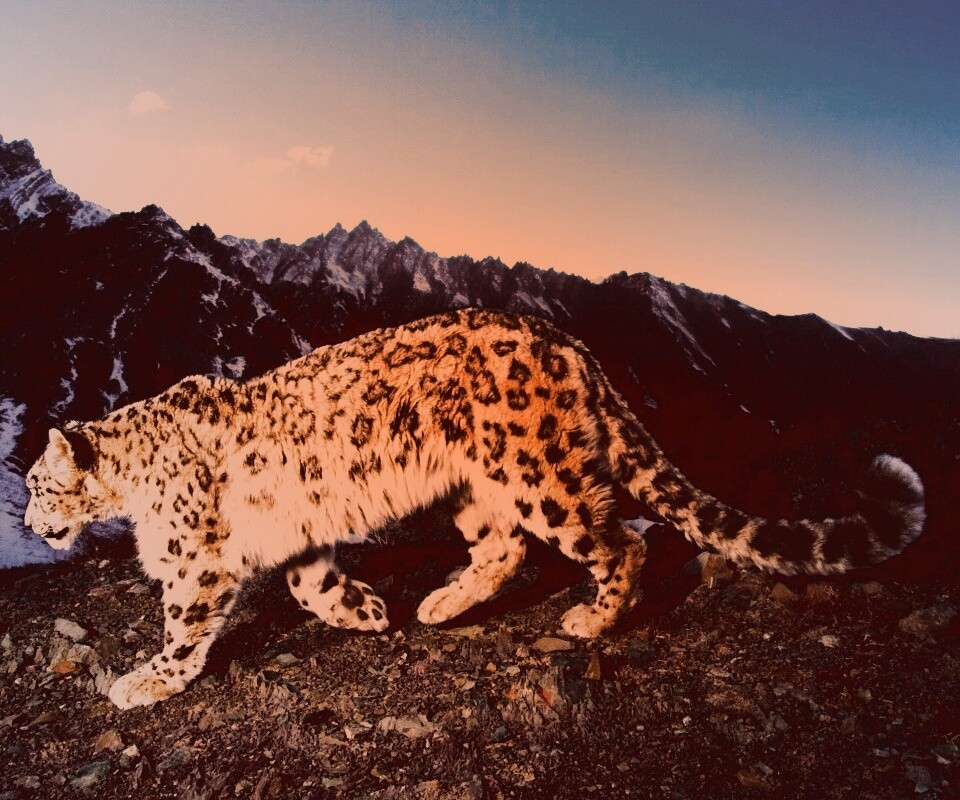 Леопард обои