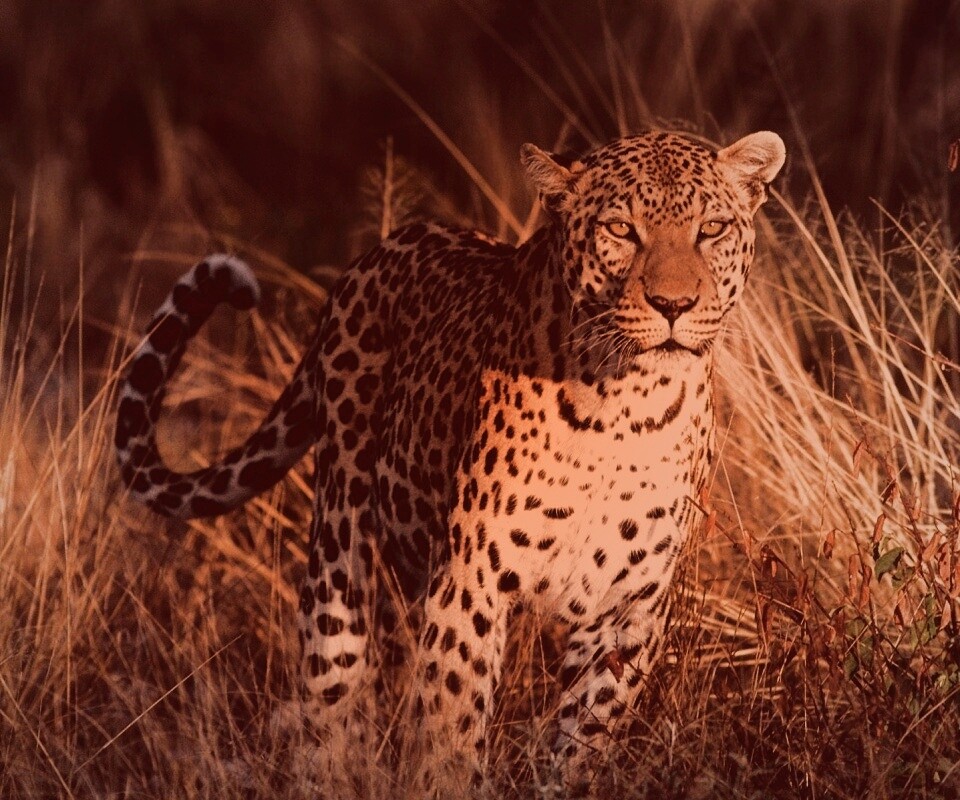 Леопард на охоте обои