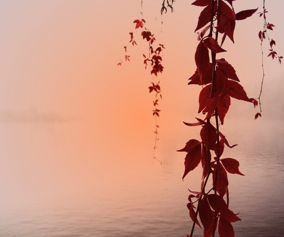 Ветви красного дерева обои