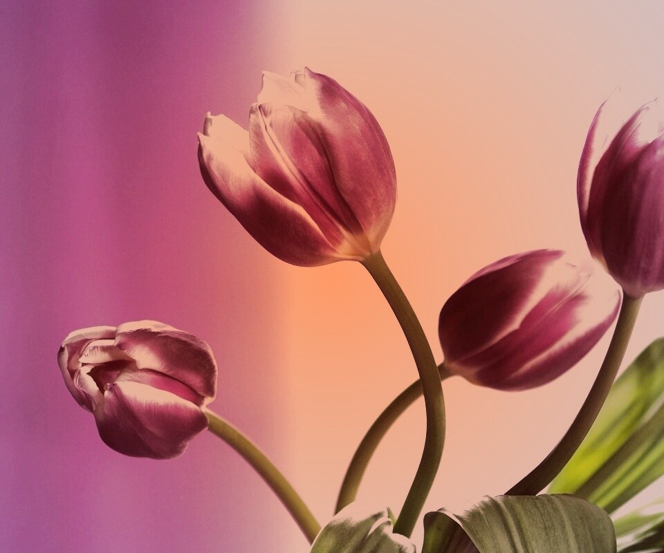 Сиреневые цветы обои