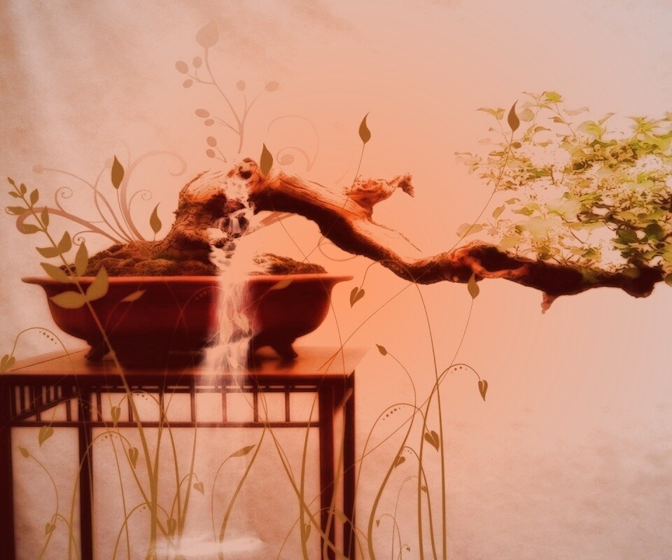 Карликовое дерево обои