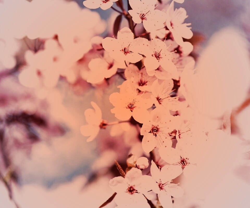 Цветение вишни обои