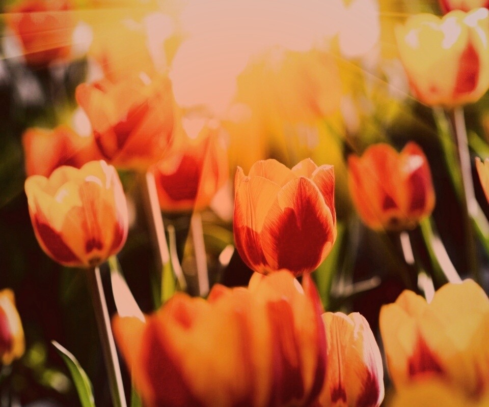 Солнечные тюльпаны обои