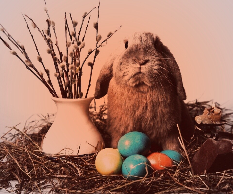 Пасхальный кролик обои