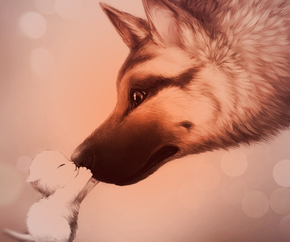 Овчарка и котенок обои