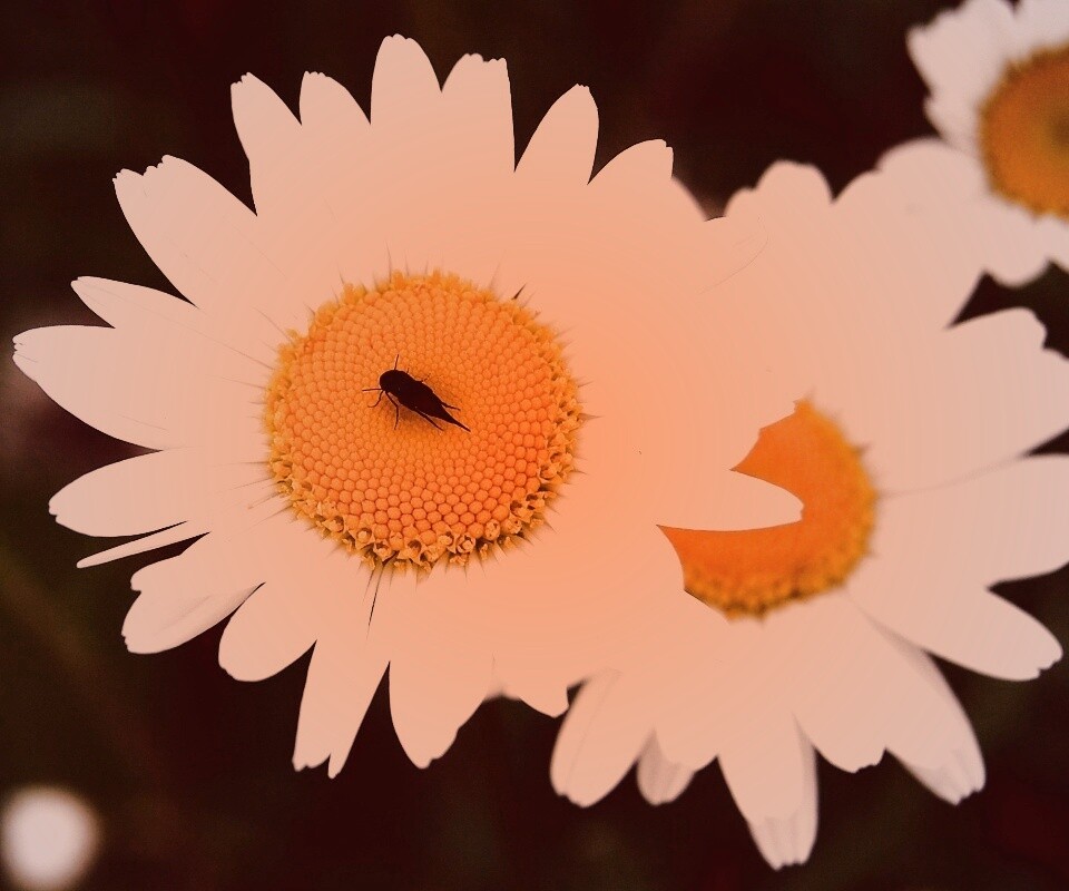 Ромашки обои