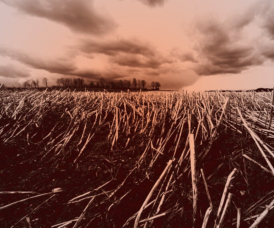 Убранное поле обои