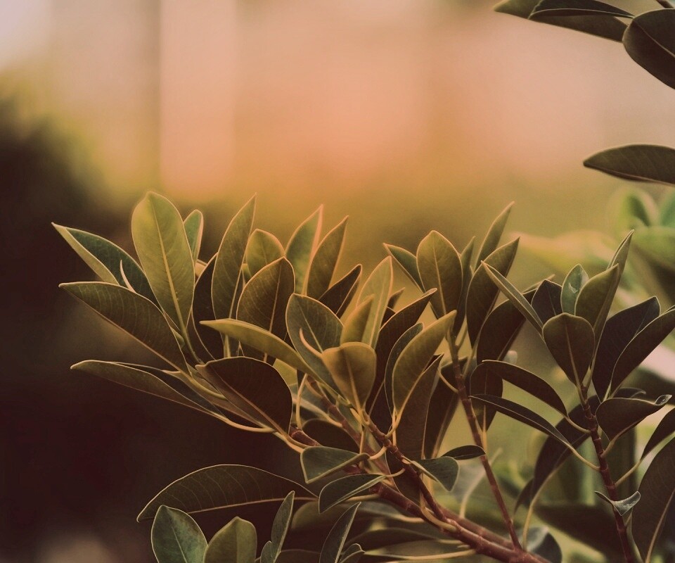 Листья обои