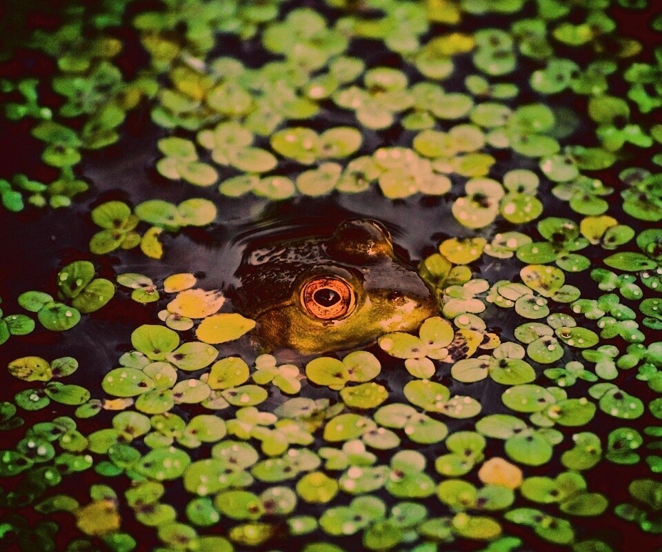 Маленькая лягушка обои