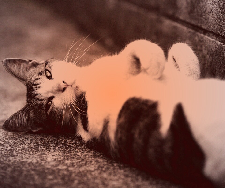 Кот лежит на спине обои
