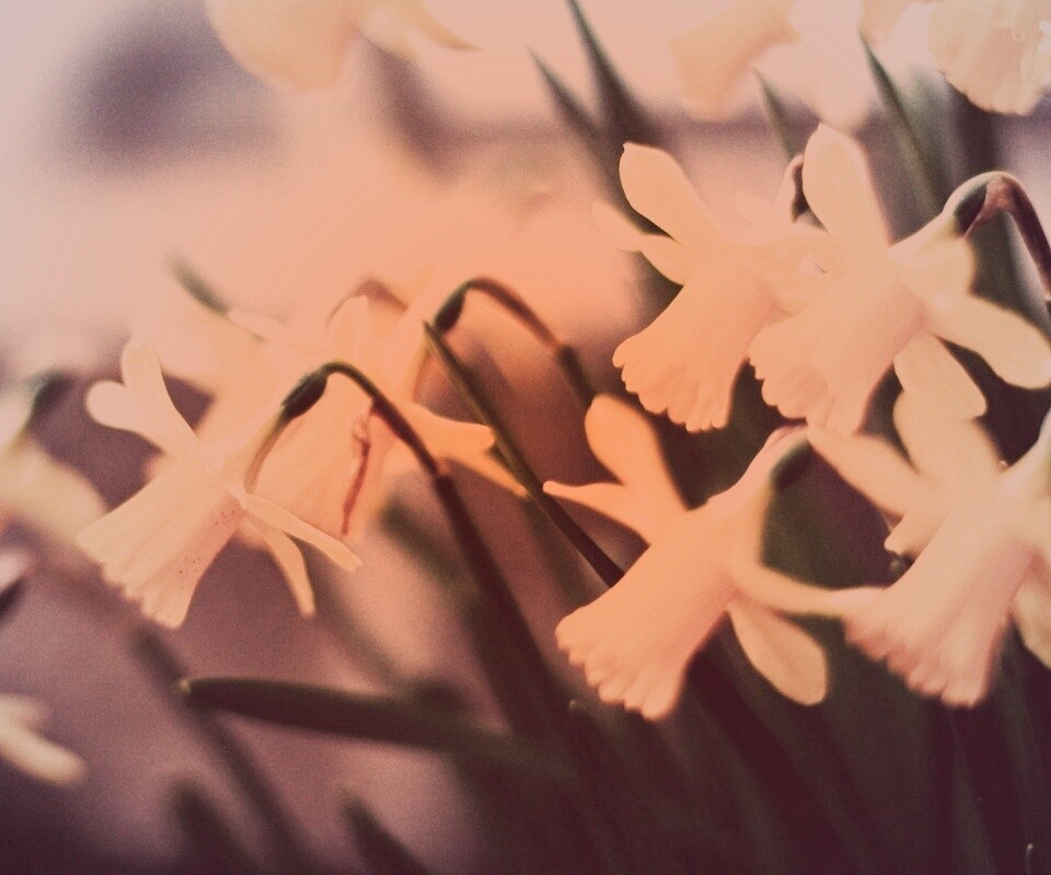 Нарциссы обои