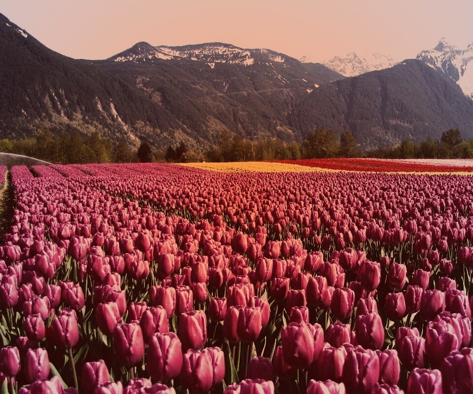 Поле тюльпанов обои