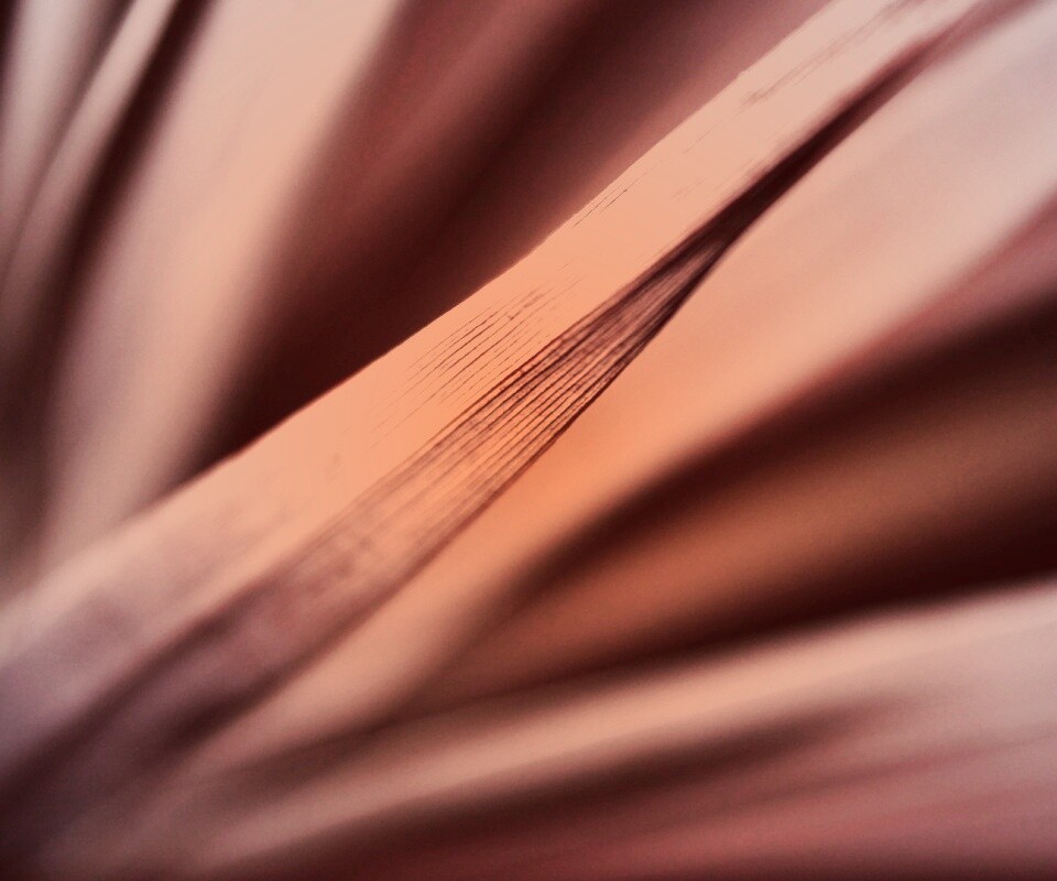 Сухое растение обои