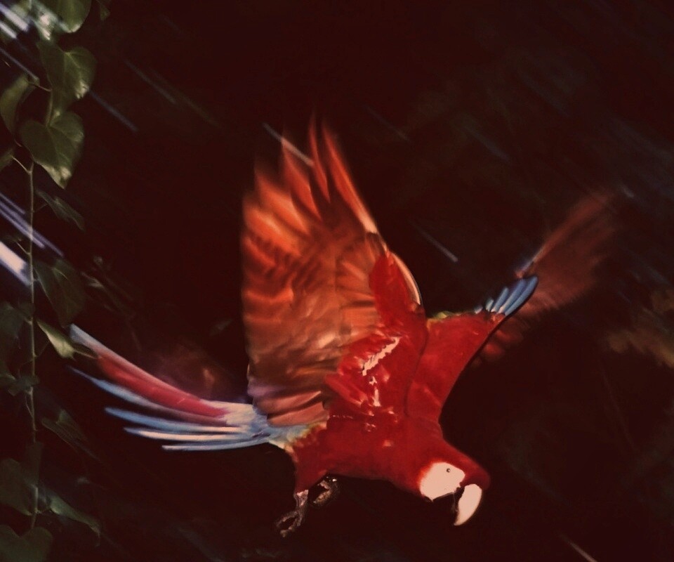 Рисованный ара обои