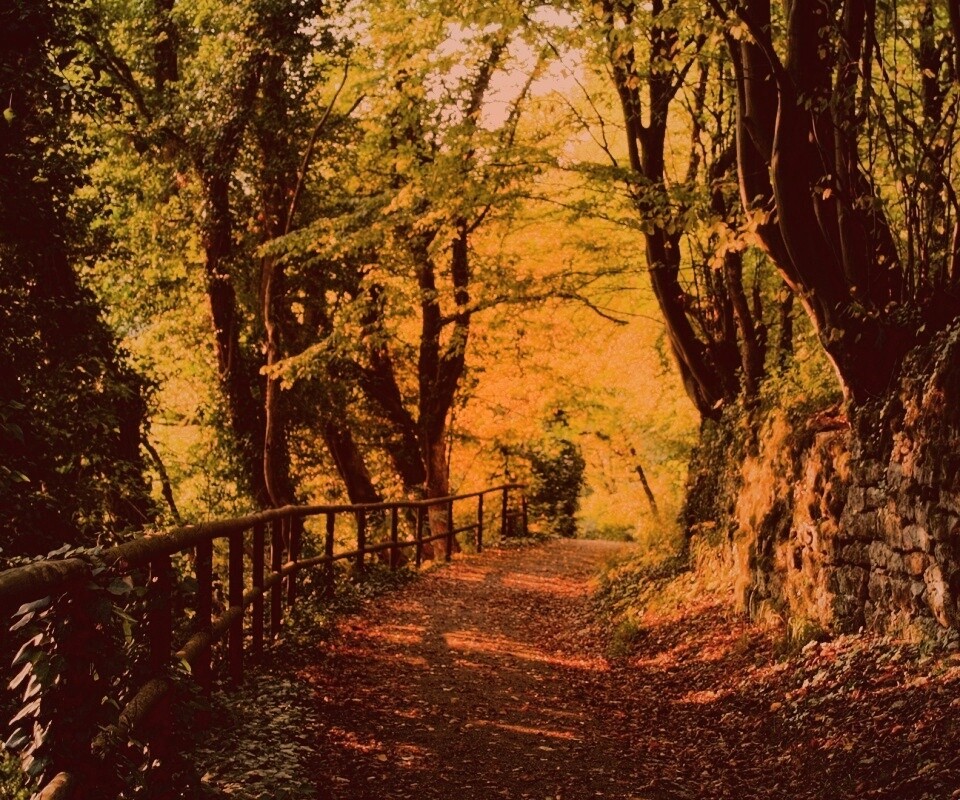 Лесная дорожка обои