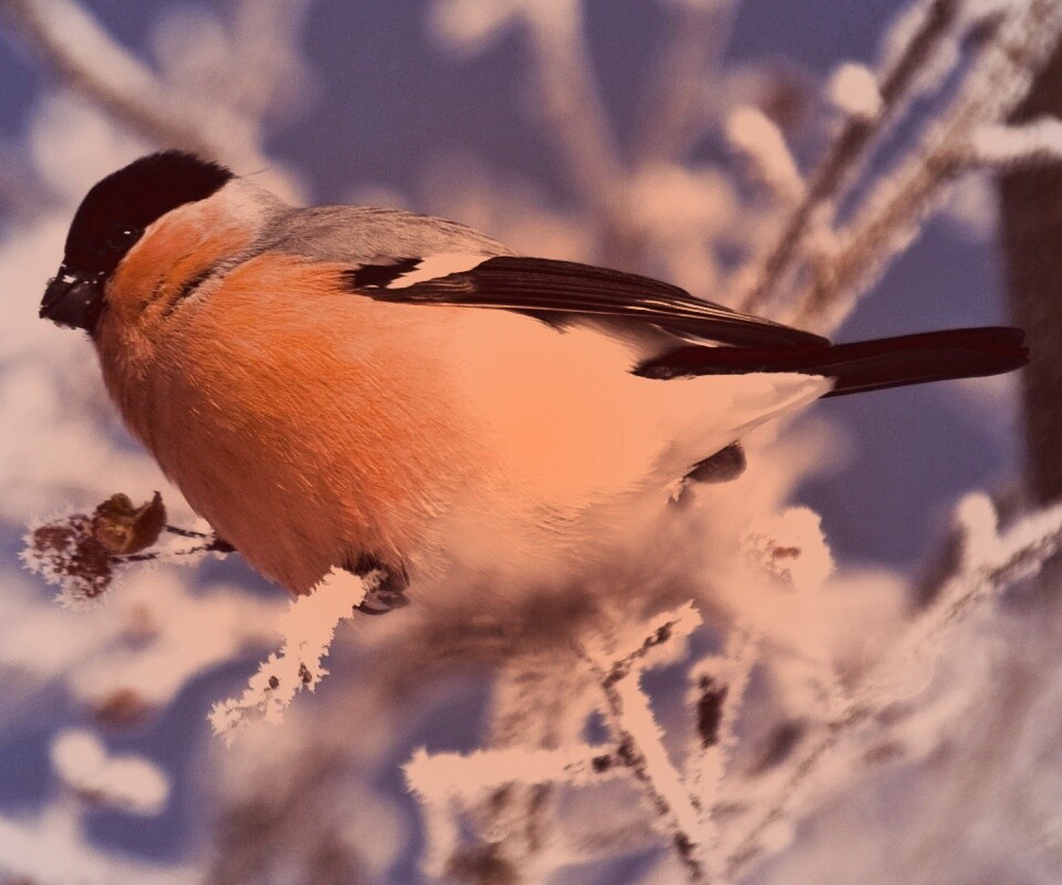 Снегирь на ветке обои