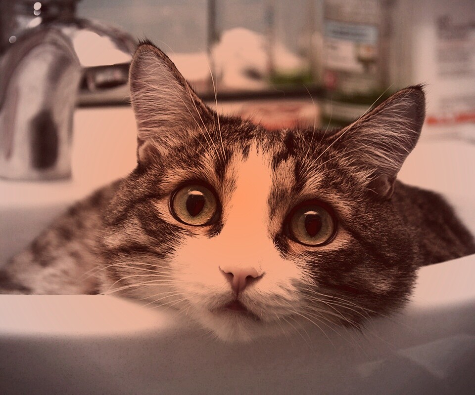Кошак выглядывает из раковины обои