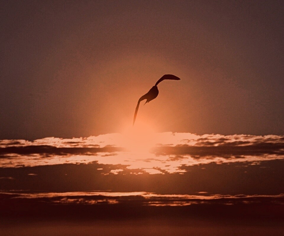 Морская чайка обои