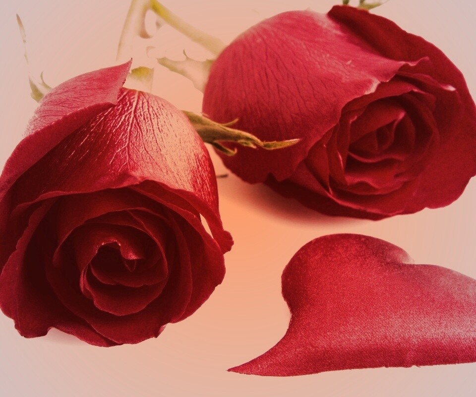 Две красные розы обои