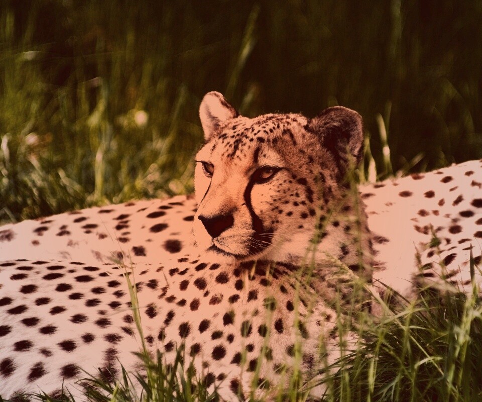 Два изящных гепард в природе обои
