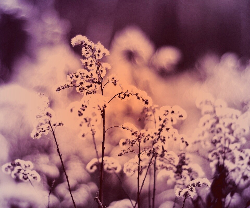 Сиреневые цветы обои