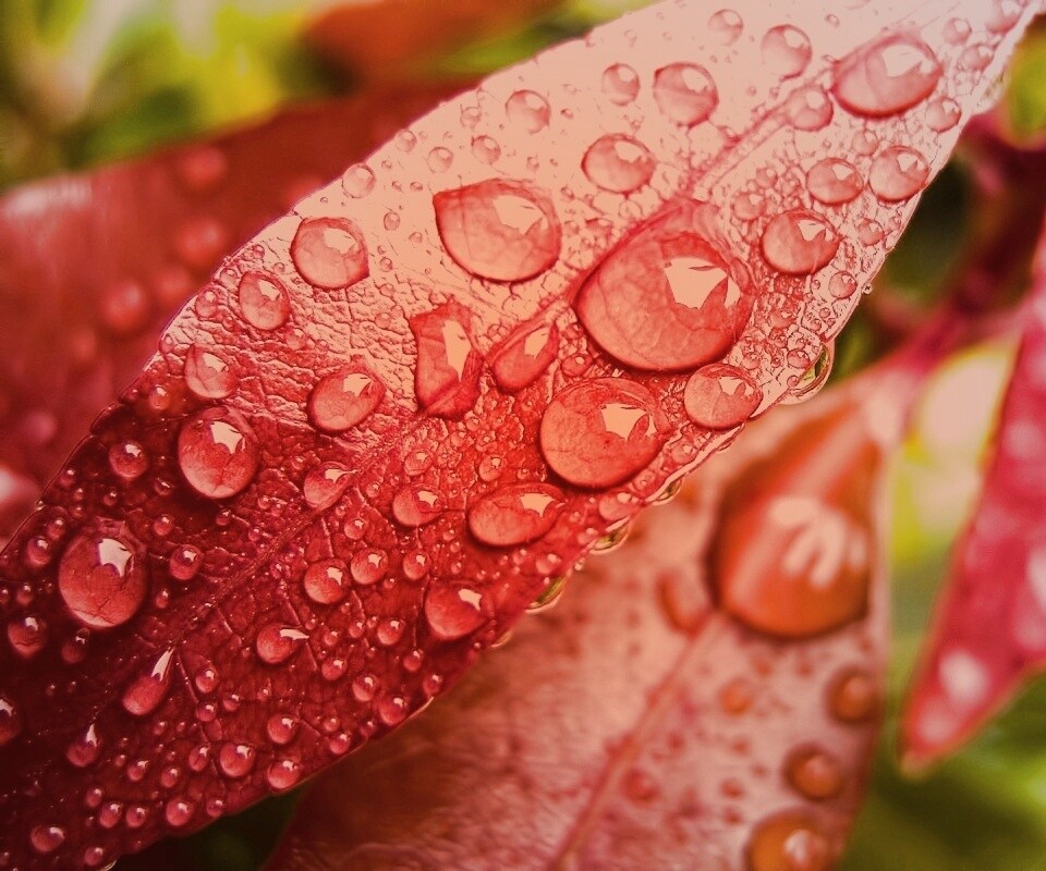 Капли росы на красных листьях обои